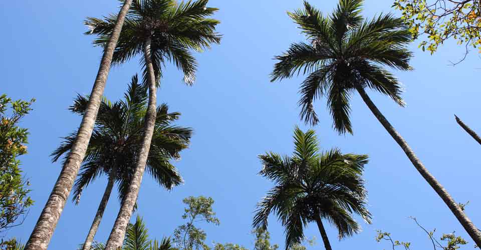 Coconut palms in Kerala