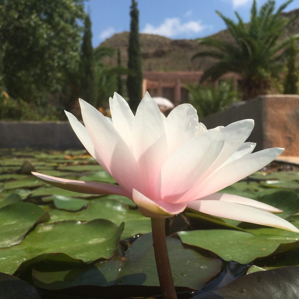 View of garden from the pond