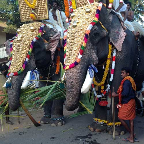 festive elephants in Kerala